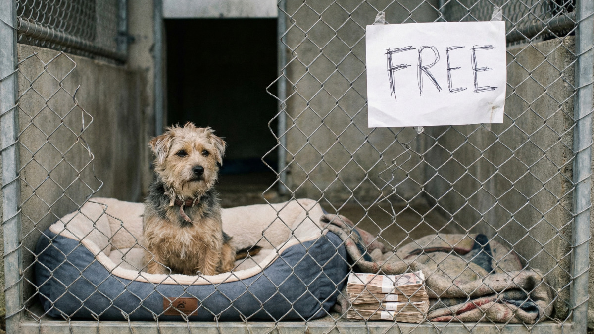 A 5 anni, vende cioccolata calda e raccoglie una somma folle per offrire la libertà ai cani del rifugio