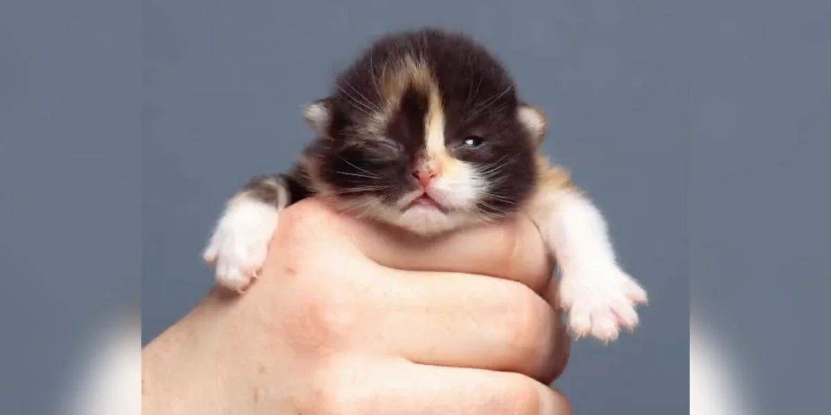 Adorabile video in time-lapse mostra un minuscolo gattino salvato che cresce in pochi secondi