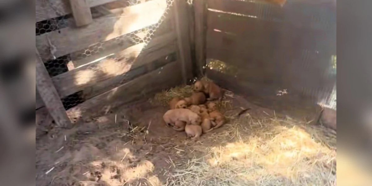 Cagnolina mamma “Devota” conduce il soccorritore a un mucchio di cuccioli dorati lasciati nel pollaio