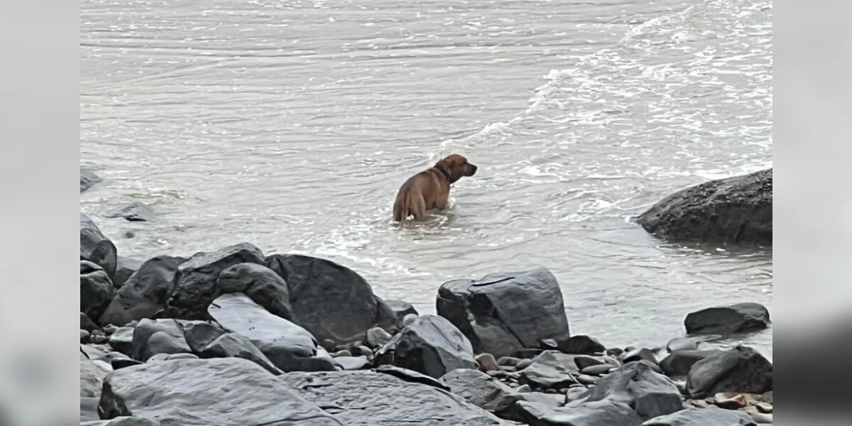 Cane abbandonato in spiaggia cerca la sua famiglia in acqua per settimane