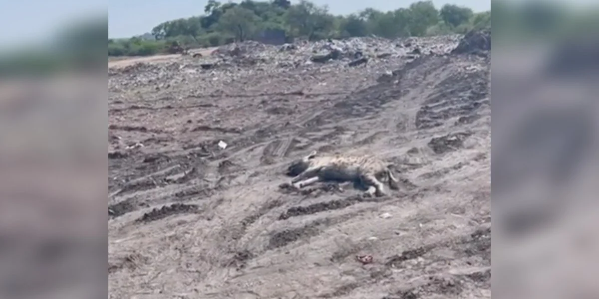 I soccorritori si precipitano a rianimare un animale selvatico in coma disteso in una discarica