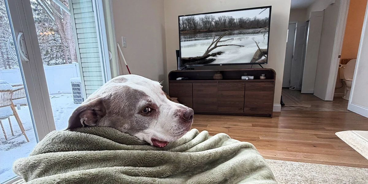 La TV può aiutare a calmare il tuo cane quando è da solo?
