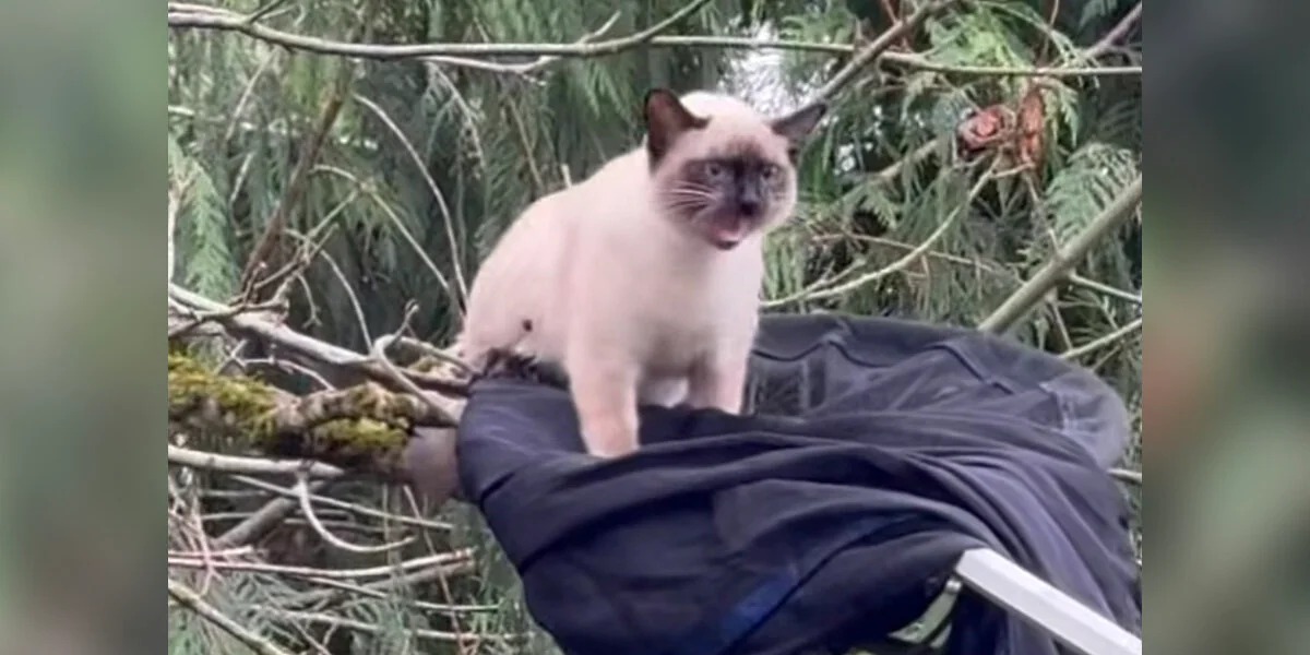 Soccorritore pronto di spirito usa un metodo “non convenzionale” per salvare un gatto bloccato su un albero