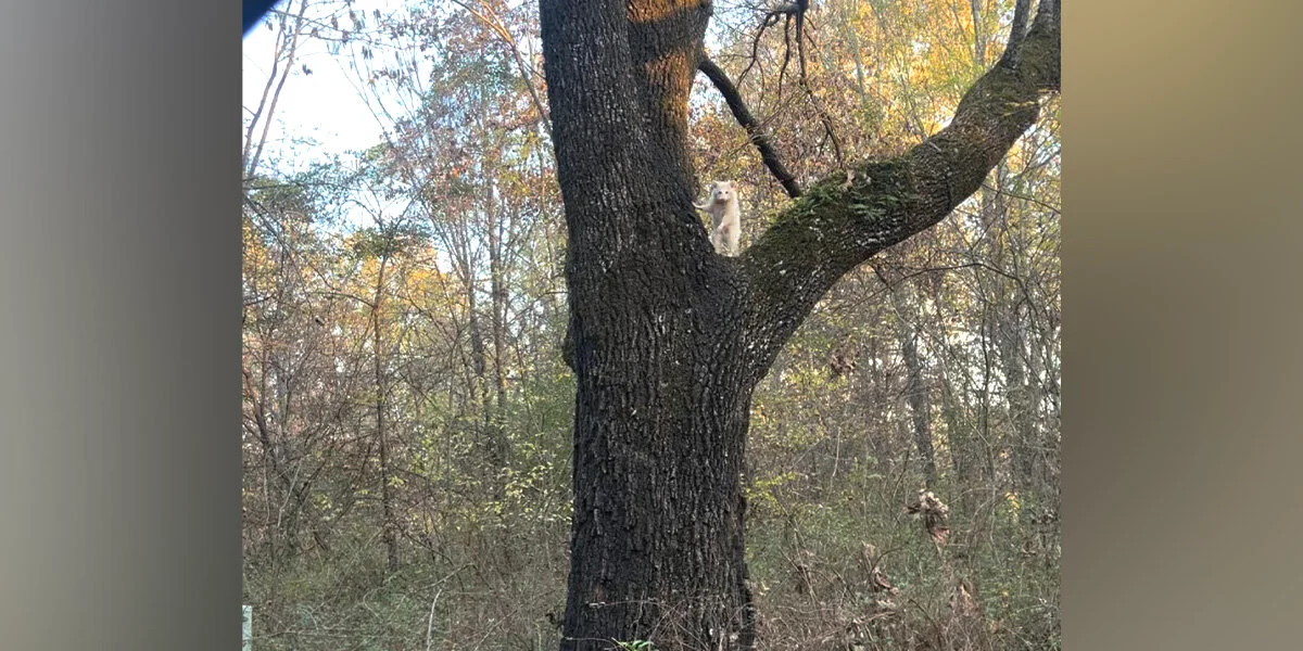 Un automobilista incrocia lo sguardo di un animale raro su un albero — un avvistamento da 1 su 750.000