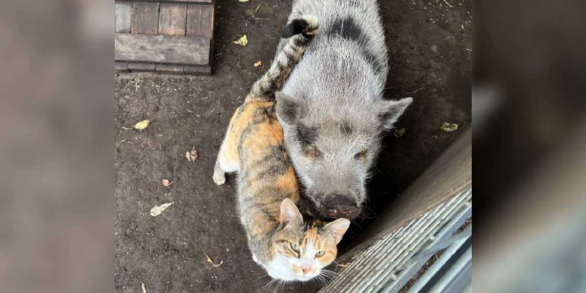Un gatto randagio incontra un maiale solitario e l’amicizia cambia la vita di entrambi