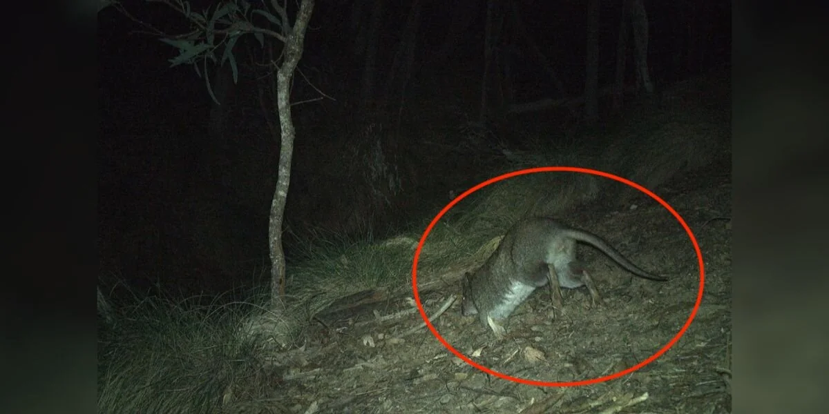 Una fototrappola cattura rare riprese di un animale che non si vedeva dagli anni ’90