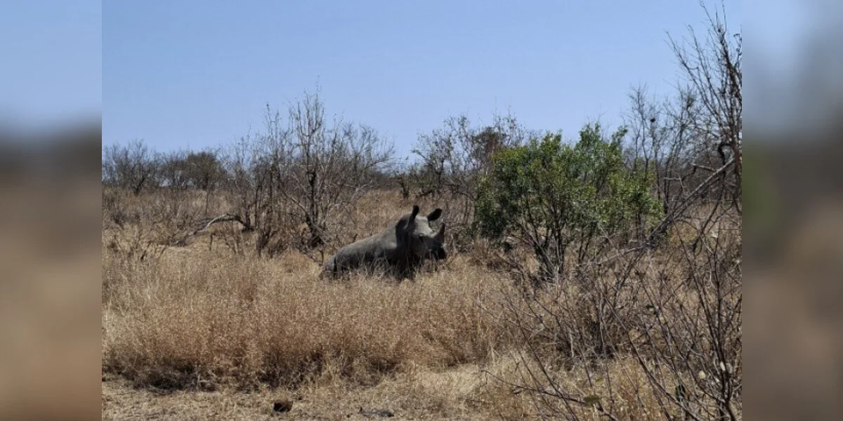 Una guida sul campo avvista un rinoceronte che barcolla in giro — poi si rende conto che è in pericolo